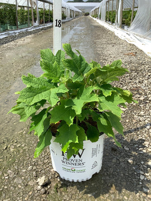 Gatsby Glow Ball Oakleaf Hydrangea in a Proven Winners #3 container at a nursery greenhouse, showing large lobed green foliage.
