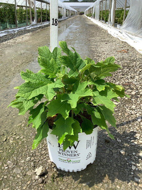 Gatsby Glow Ball Oakleaf Hydrangea in a Proven Winners #3 container at a nursery greenhouse, showing large lobed green foliage.