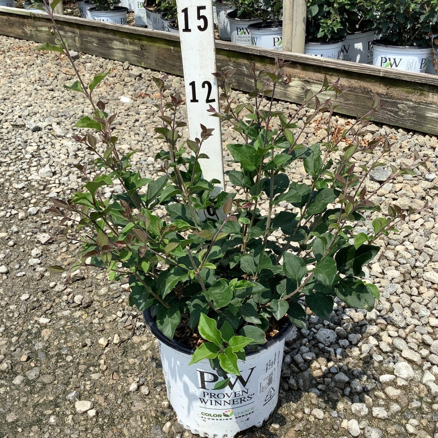 Bloomerang Dark Purple Lilac shrub in a Proven Winners #1 container, showing deep green and burgundy foliage against a gravel nursery background.