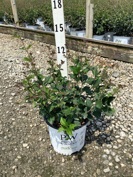 Bloomerang Dark Purple Lilac shrub in a Proven Winners #1 container, showing deep green and burgundy foliage against a gravel nursery background.