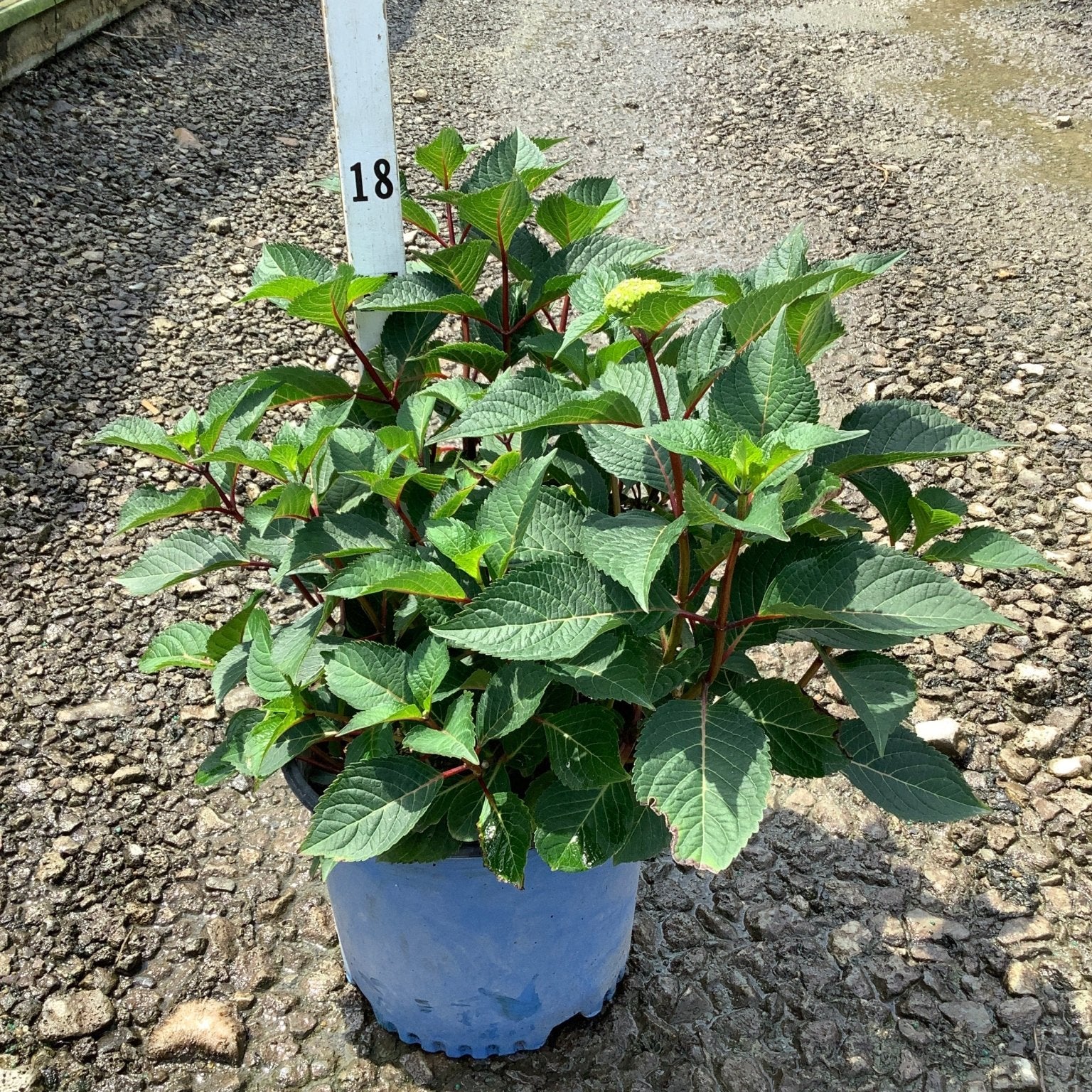 Endless Summer BloomStruck Bigleaf Hydrangea in a blue nursery container showing lush green foliage with red stems.