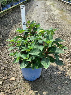 Endless Summer BloomStruck Bigleaf Hydrangea in a blue nursery container showing lush green foliage with red stems.