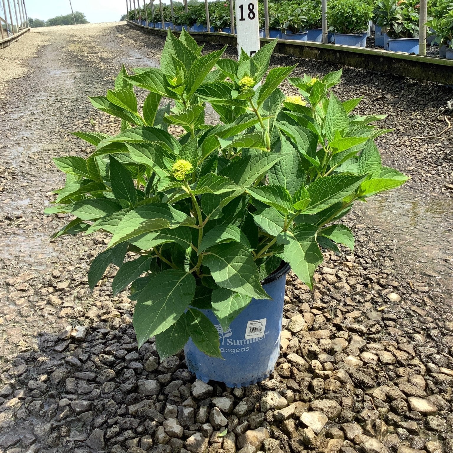 Endless Summer The Original Bigleaf Hydrangea in a #2 container with lush green foliage and budding flower clusters at a nursery.