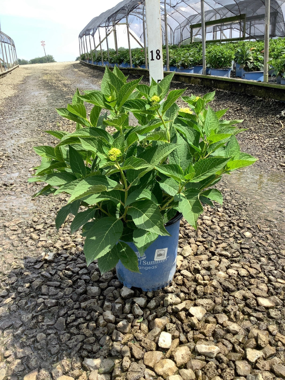 Endless Summer The Original Bigleaf Hydrangea in a #2 container with lush green foliage and budding flower clusters at a nursery.