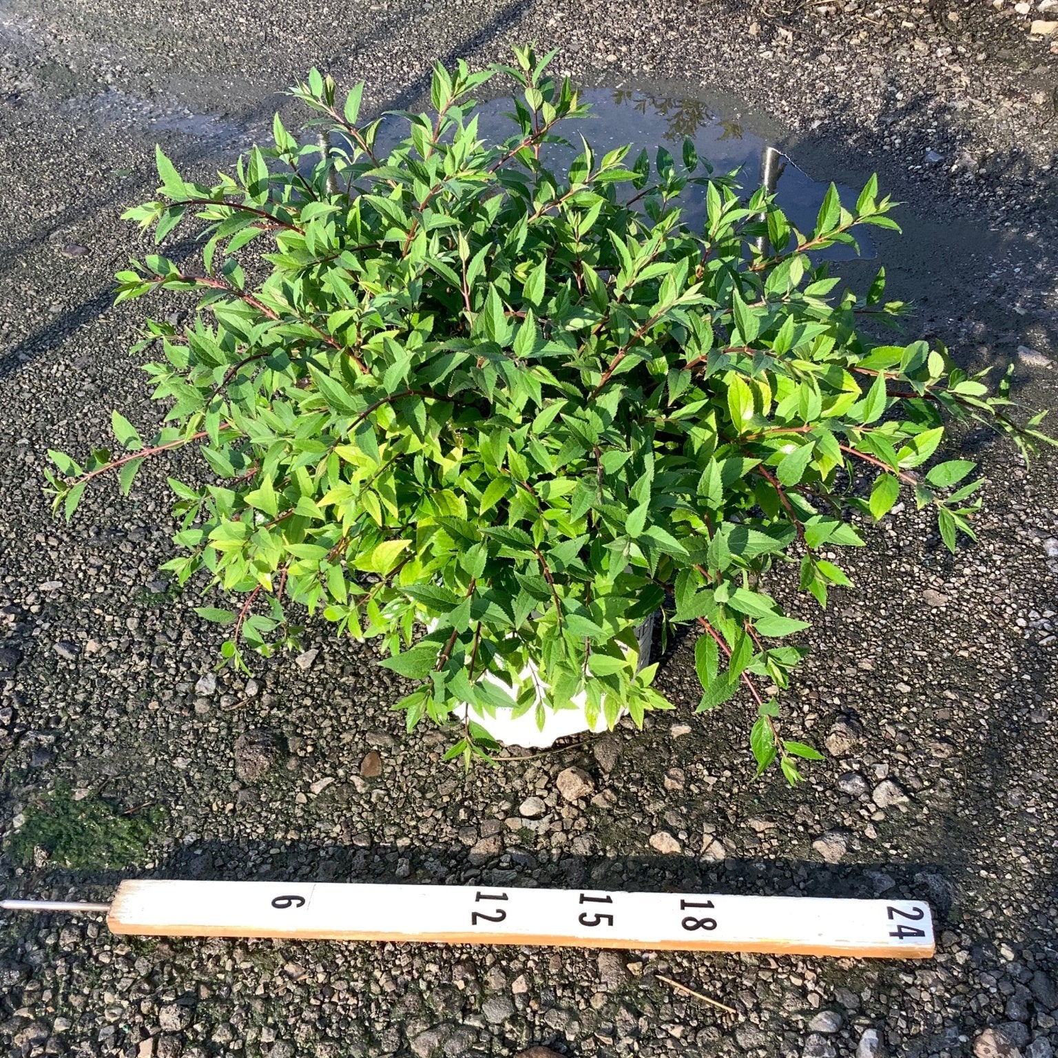 Yuki Cherry Blossom Deutzia shrub in a white nursery container shown beside a ruler measuring approximately 24 inches wide.