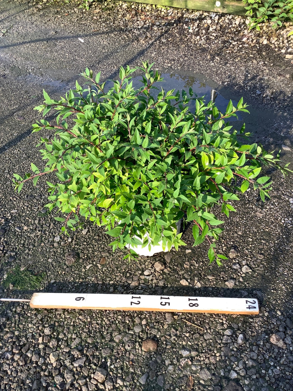 Yuki Cherry Blossom Deutzia shrub in a white nursery container shown beside a ruler measuring approximately 24 inches wide.