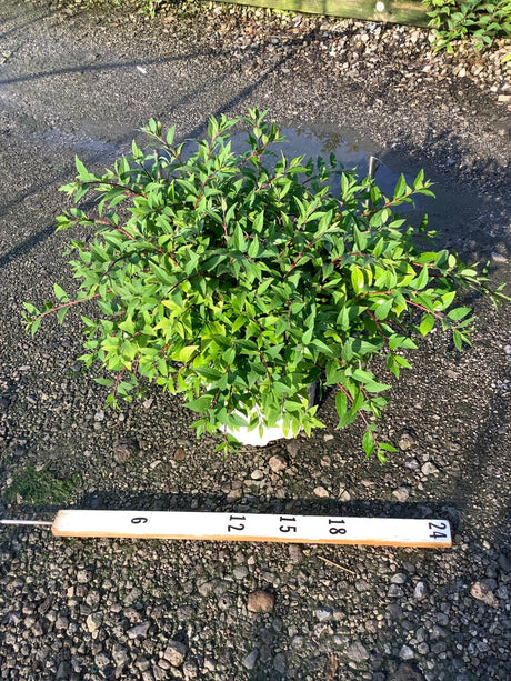 Yuki Cherry Blossom Deutzia shrub in a white nursery container shown beside a ruler measuring approximately 24 inches wide.