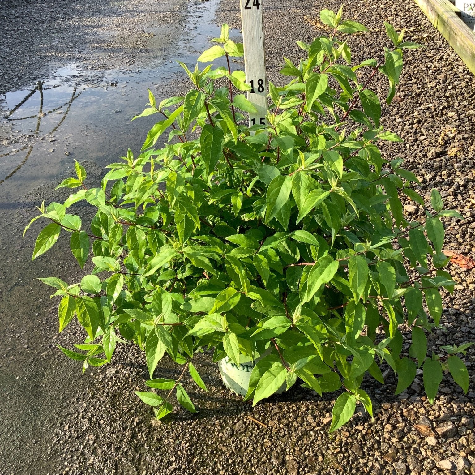 Raspberry Sundae Deutzia shrub in a #2 container showing lush green foliage at a nursery growing area.