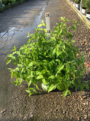Raspberry Sundae Deutzia shrub in a #2 container showing lush green foliage at a nursery growing area.