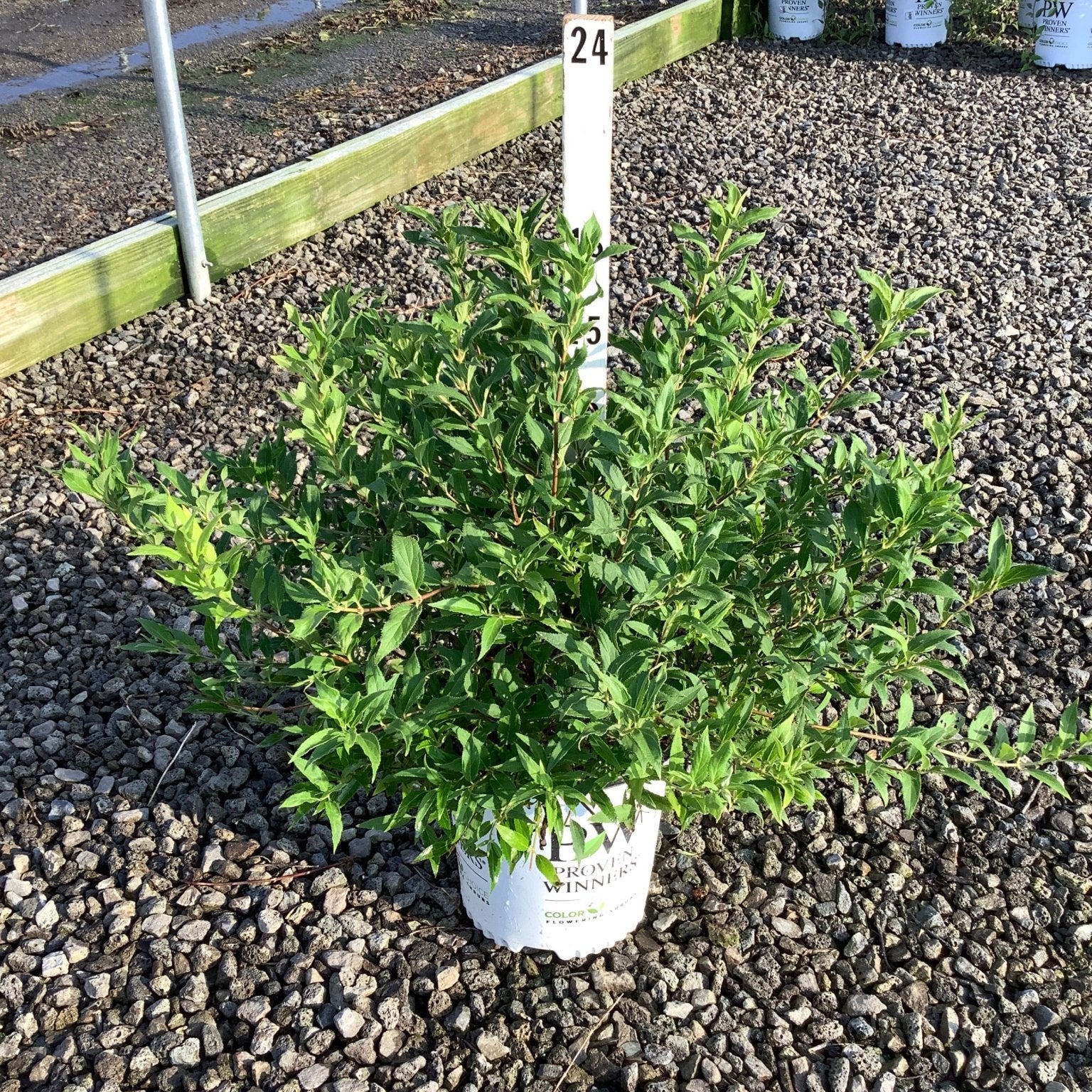 Yuki Snowflake Deutzia shrub in a Proven Winners #2 container, showing dense green foliage at a nursery.