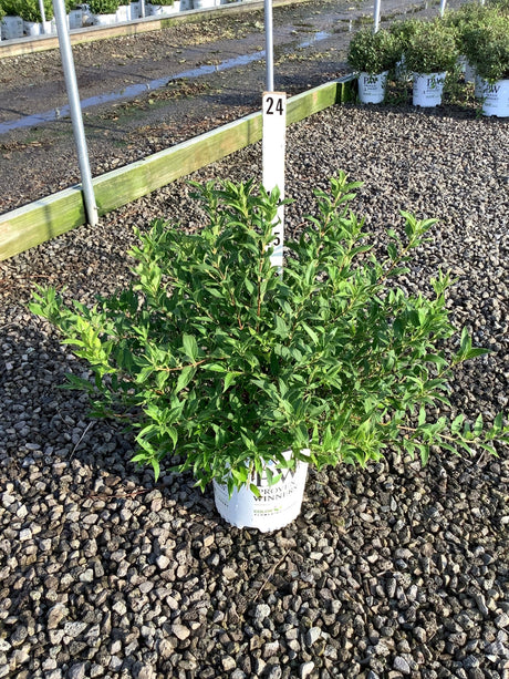 Yuki Snowflake Deutzia shrub in a Proven Winners #2 container, showing dense green foliage at a nursery.