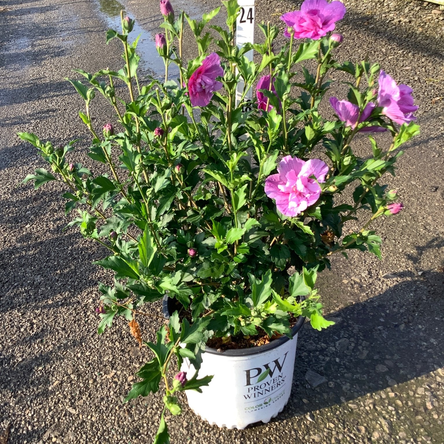 Dark Lavender Chiffon Rose of Sharon shrub in a #3 Proven Winners container, displaying double pink-purple blooms.