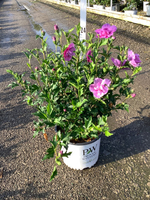 Dark Lavender Chiffon Rose of Sharon shrub in a #3 Proven Winners container, displaying double pink-purple blooms.