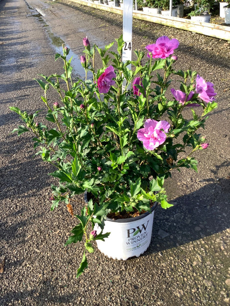 Dark Lavender Chiffon Rose of Sharon shrub in a #3 Proven Winners container, displaying double pink-purple blooms.