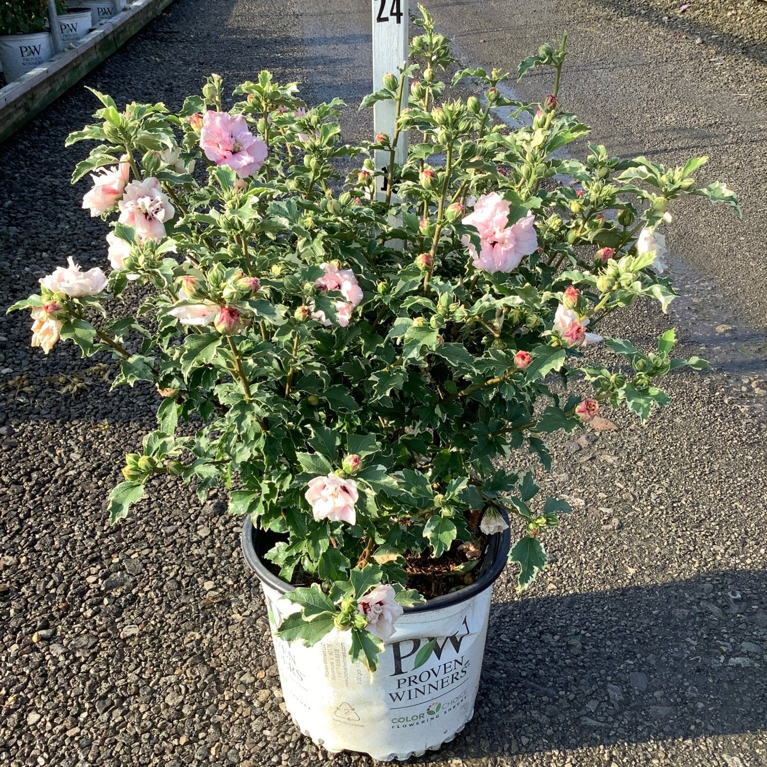 Sugar Tip Rose of Sharon shrub in a Proven Winners #3 container, covered in double pink blooms and buds.
