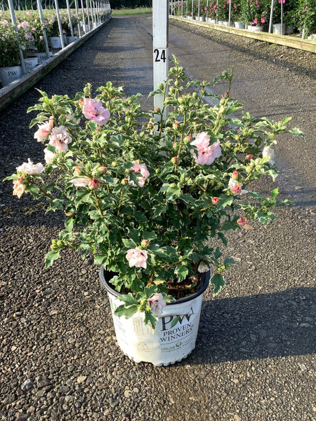 Sugar Tip Rose of Sharon shrub in a Proven Winners #3 container, covered in double pink blooms and buds.
