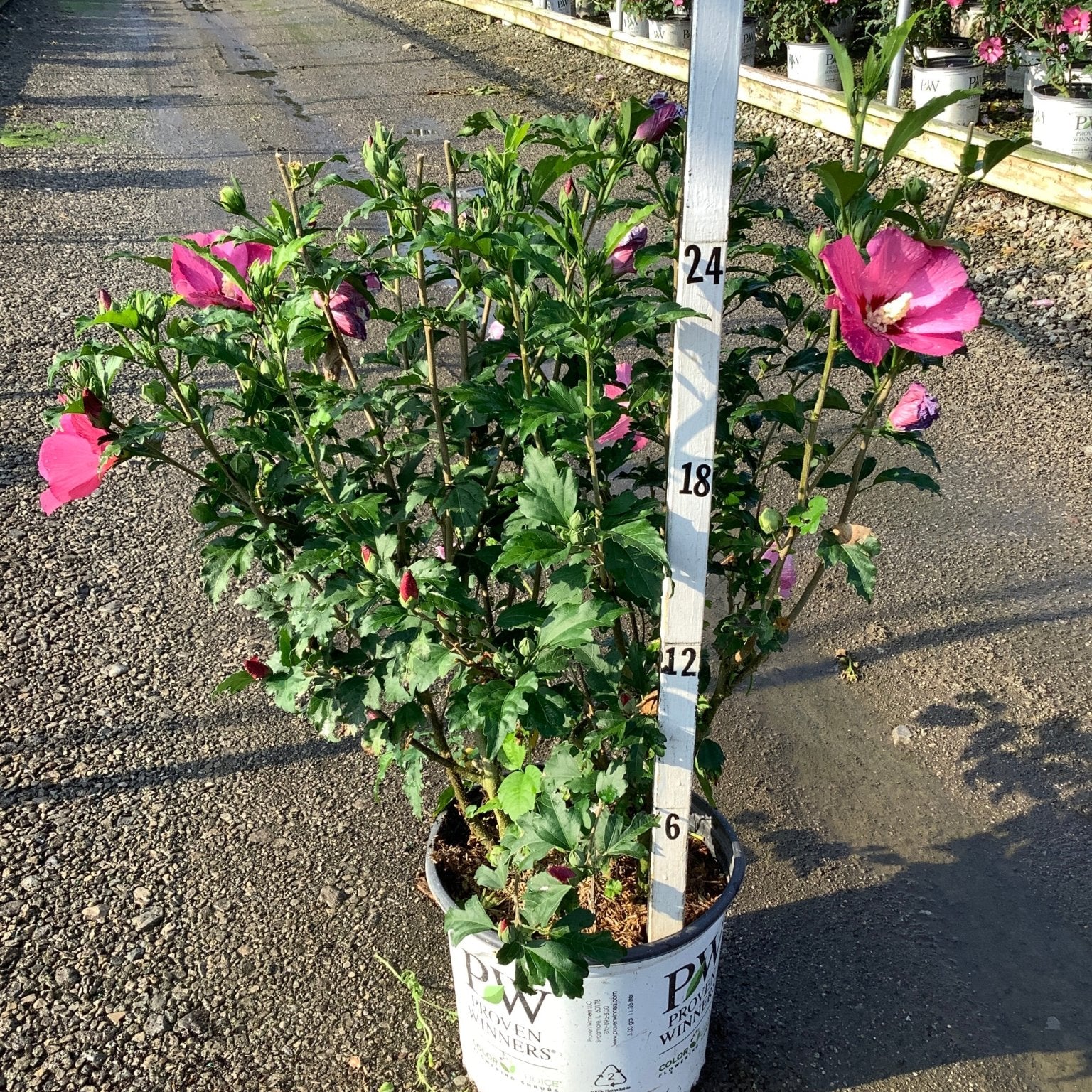 Paraplu Rouge Rose of Sharon shrub in a Proven Winners container, showing pink-magenta blooms and dense green foliage.