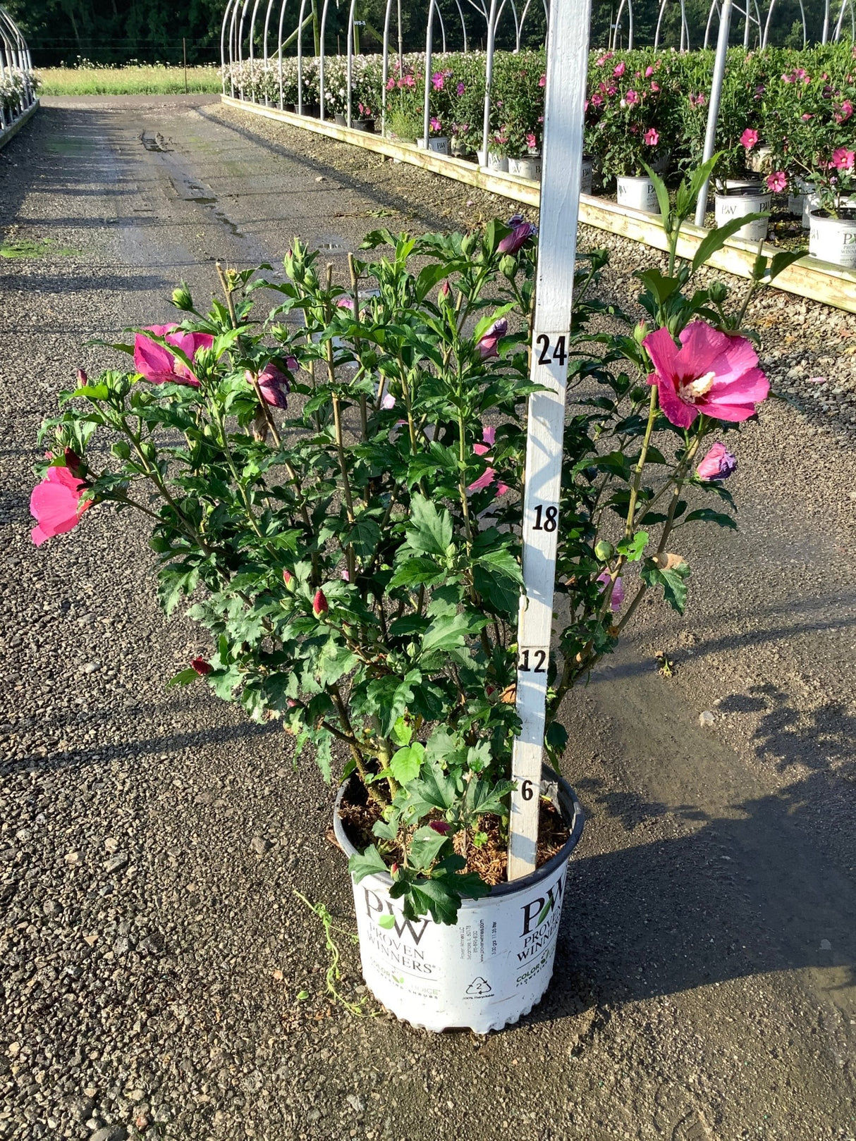 Paraplu Rouge Rose of Sharon shrub in a Proven Winners container, showing pink-magenta blooms and dense green foliage.