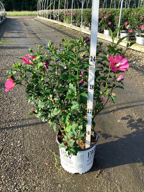 Paraplu Rouge Rose of Sharon shrub in a Proven Winners container, showing pink-magenta blooms and dense green foliage.