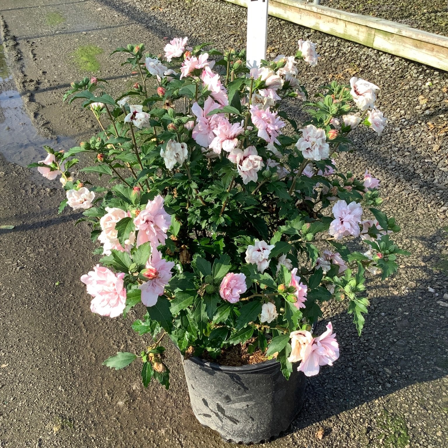 Blushing Bride Rose of Sharon shrub covered in double soft pink blooms growing in a #3 nursery container.