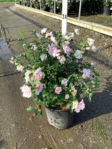 Blushing Bride Rose of Sharon shrub covered in double soft pink blooms growing in a #3 nursery container.