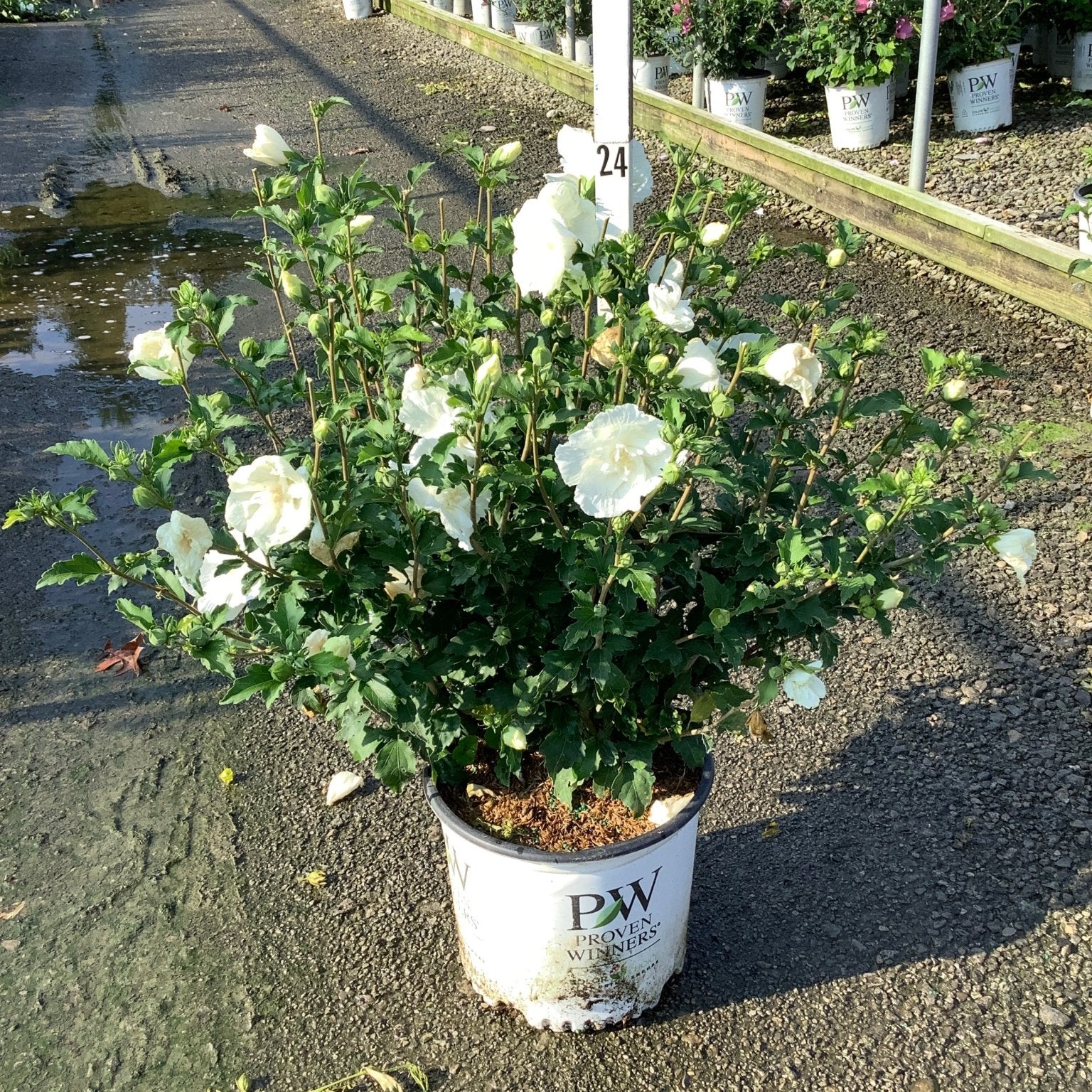 White Chiffon Rose of Sharon shrub covered in large white double blooms growing in a Proven Winners #3 container at a nursery.