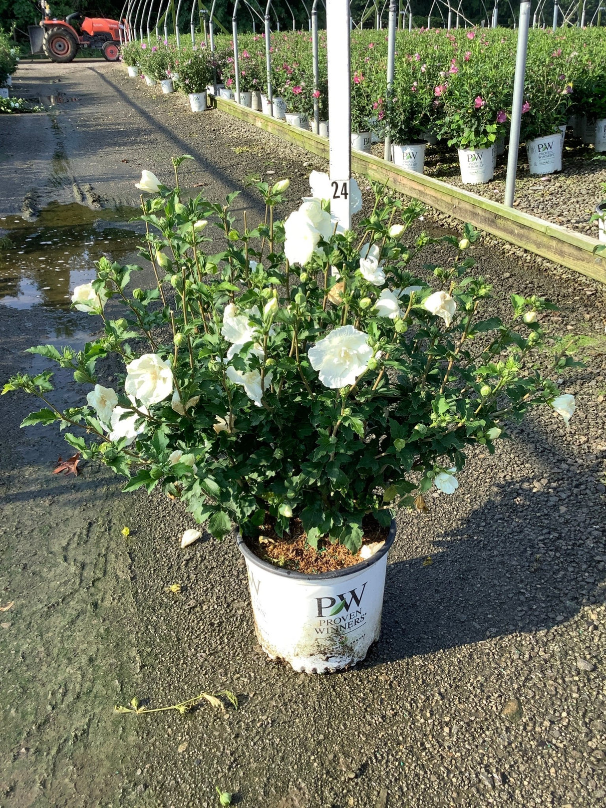 White Chiffon Rose of Sharon shrub covered in large white double blooms growing in a Proven Winners #3 container at a nursery.