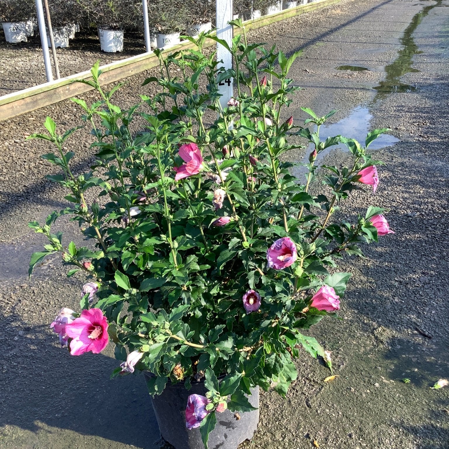 Lucy Rose of Sharon shrub in a #3 container displaying pink blooms at a nursery growing facility.