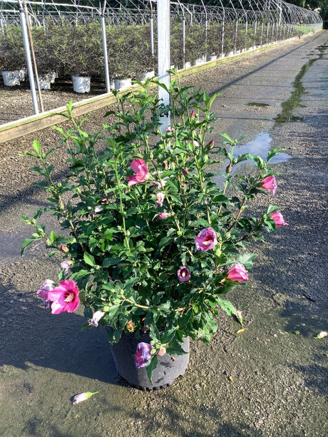 Lucy Rose of Sharon shrub in a #3 container displaying pink blooms at a nursery growing facility.