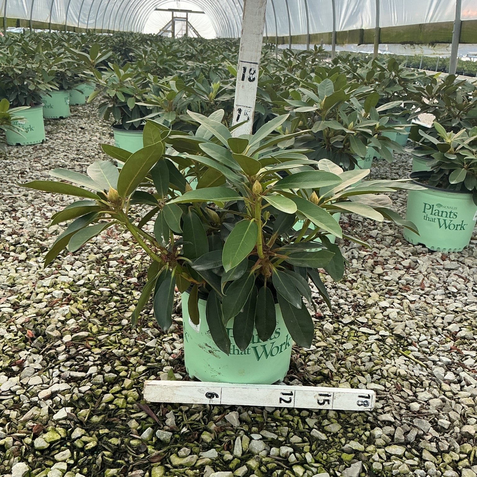 Holden's Red Rhododendron in a #3 container with deep green foliage and emerging buds, displayed inside a greenhouse nursery.