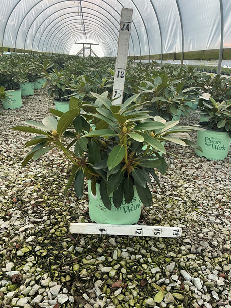 Holden's Red Rhododendron in a #3 container with deep green foliage and emerging buds, displayed inside a greenhouse nursery.