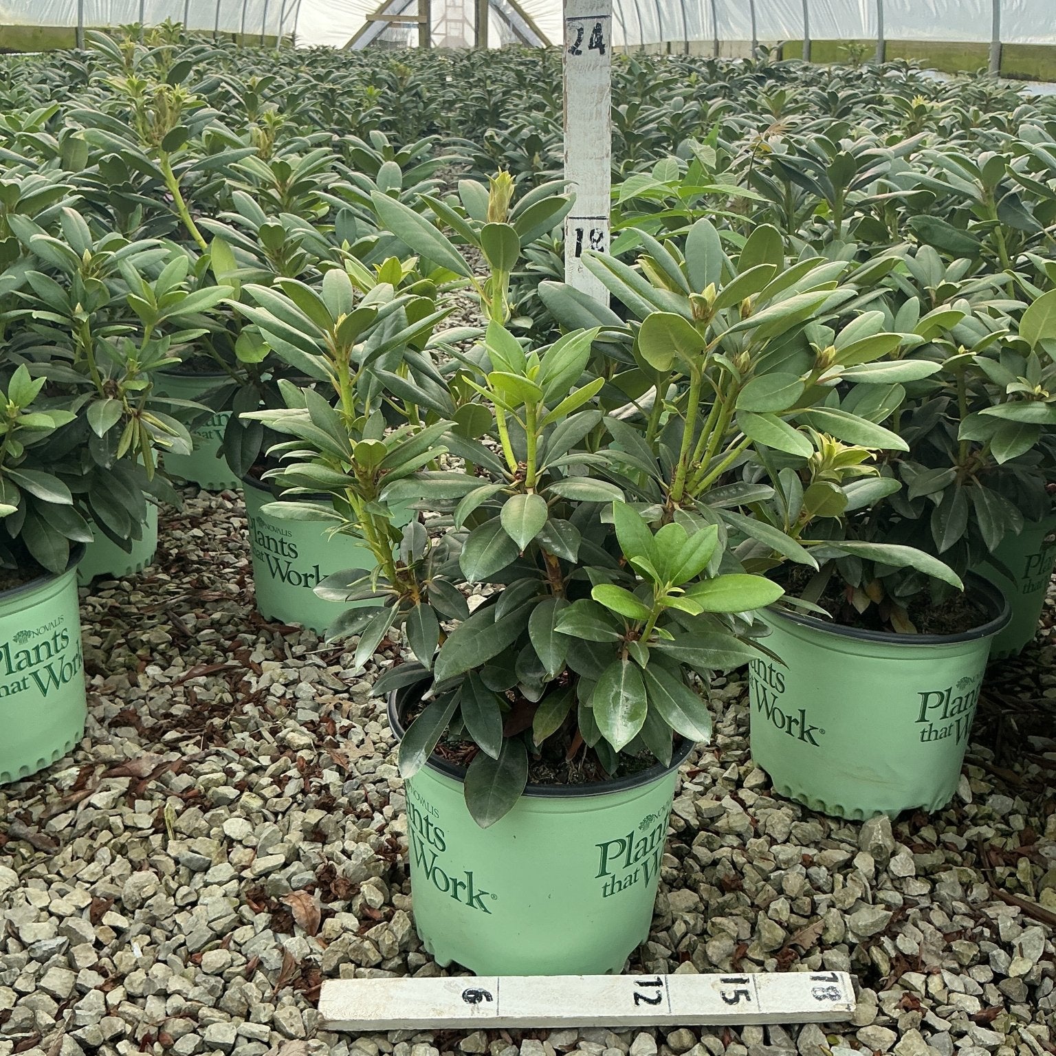 Holden's Fuchsia Rhododendron shrubs in #3 green nursery containers growing inside a polytunnel greenhouse.