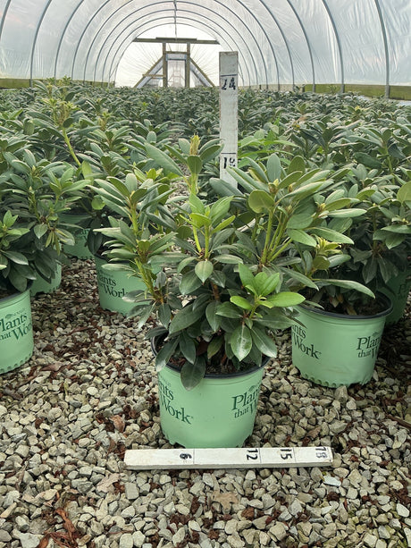 Holden's Fuchsia Rhododendron shrubs in #3 green nursery containers growing inside a polytunnel greenhouse.