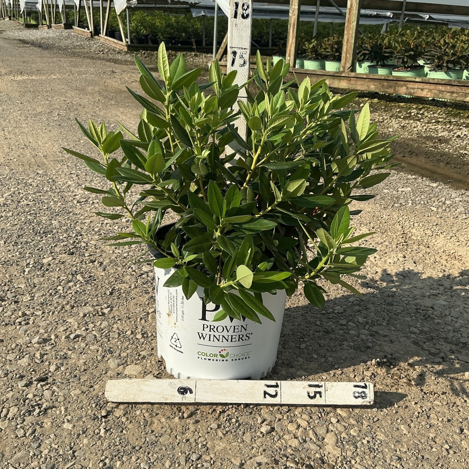 Black Hat Rhododendron shrub in a #3 Proven Winners container, showing dense dark green foliage at a nursery.