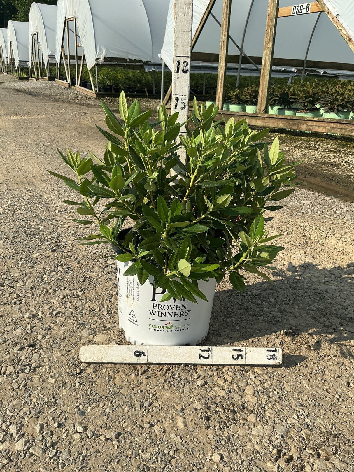 Black Hat Rhododendron shrub in a #3 Proven Winners container, showing dense dark green foliage at a nursery.