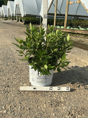 Black Hat Rhododendron shrub in a #3 Proven Winners container, showing dense dark green foliage at a nursery.