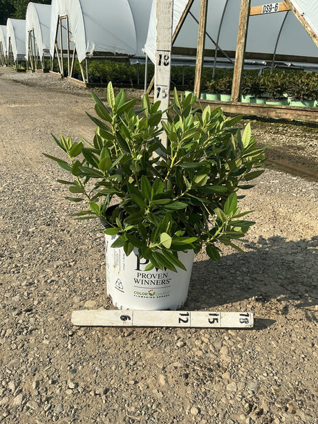 Black Hat Rhododendron shrub in a #3 Proven Winners container, showing dense dark green foliage at a nursery.