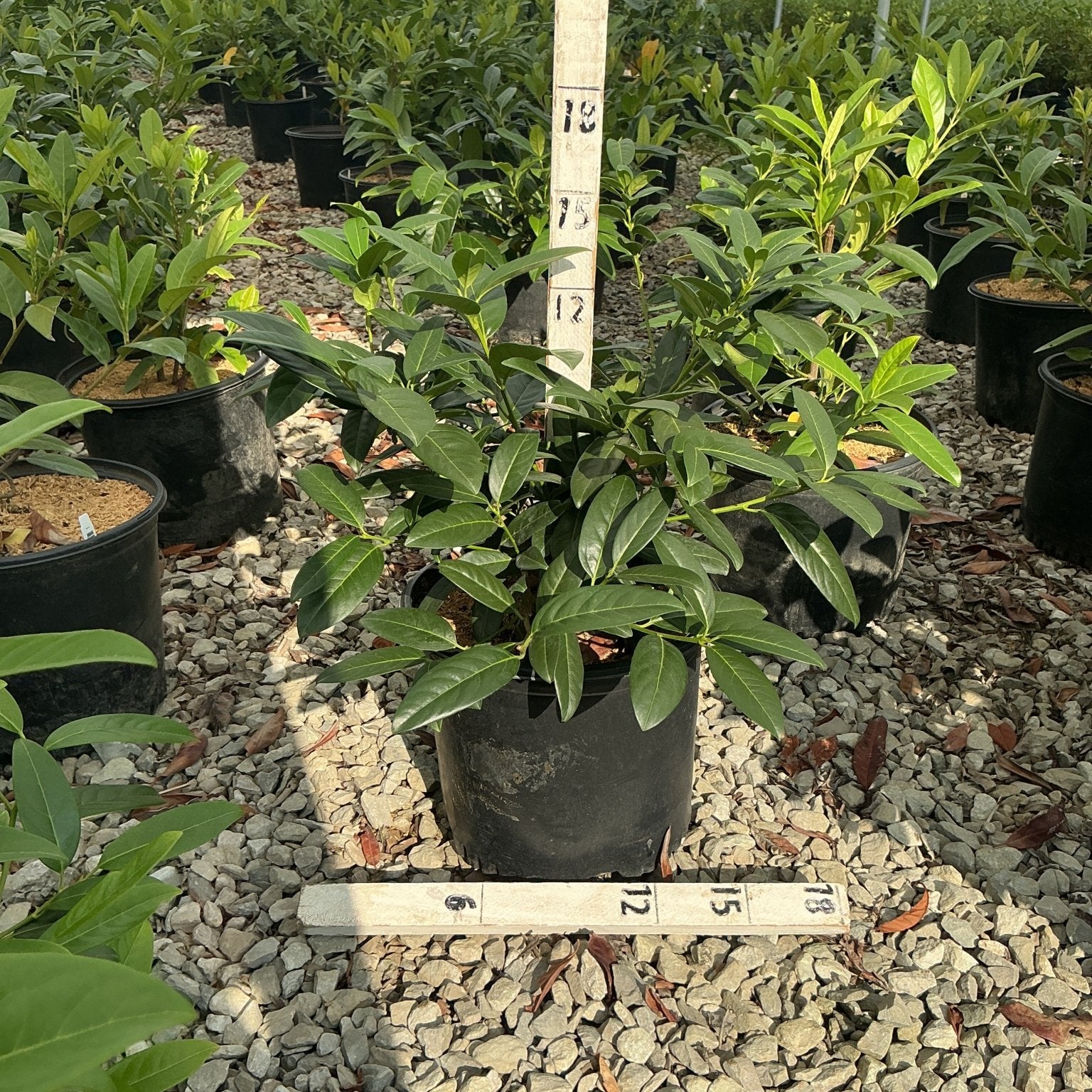 Zimmerman Cherry Laurel shrub in a #3 nursery container with dense, glossy green foliage inside a greenhouse.