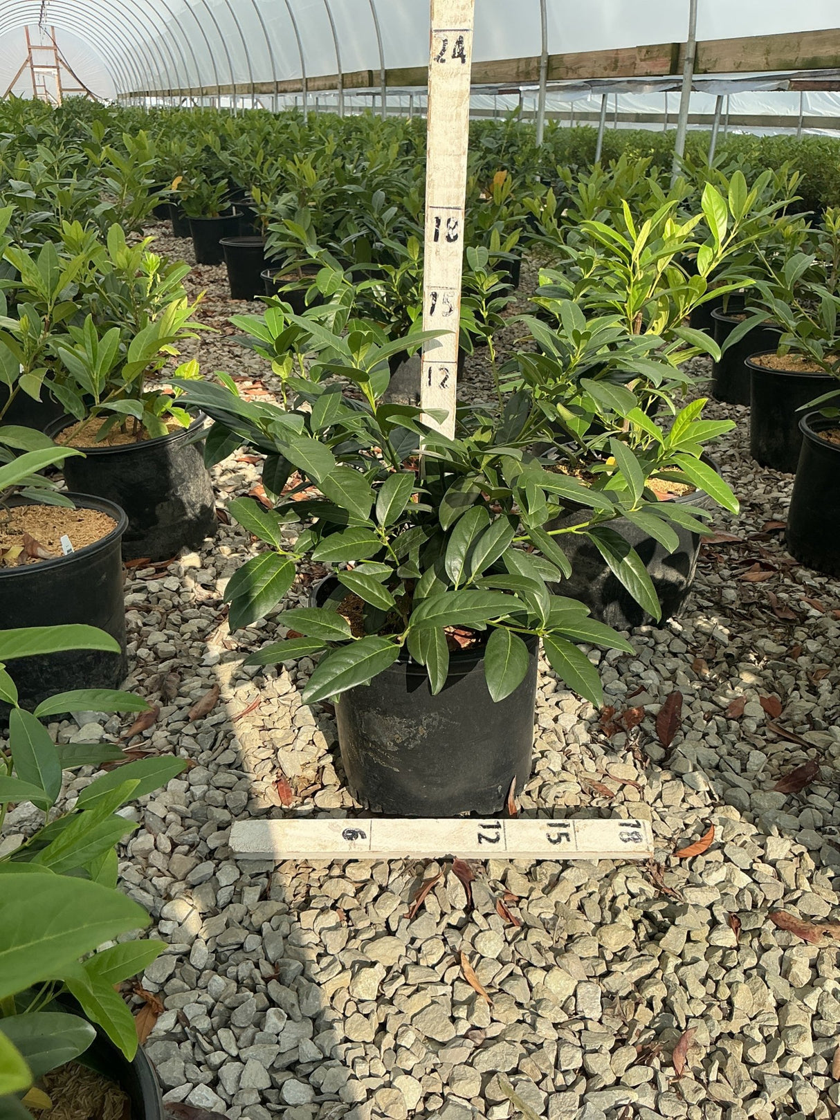 Zimmerman Cherry Laurel shrub in a #3 nursery container with dense, glossy green foliage inside a greenhouse.