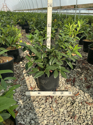 Zimmerman Cherry Laurel shrub in a #3 nursery container with dense, glossy green foliage inside a greenhouse.