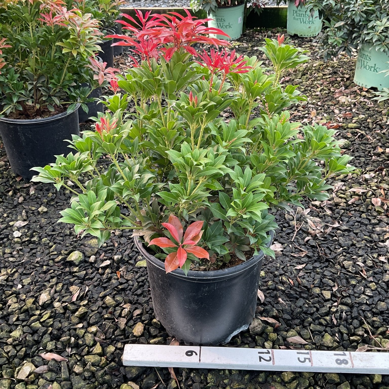 Pieris japonica Mountain Fire shrub in a #3 container showing bright red new growth tips above dark green foliage.