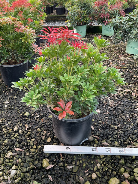 Pieris japonica Mountain Fire shrub in a #3 container showing bright red new growth tips above dark green foliage.