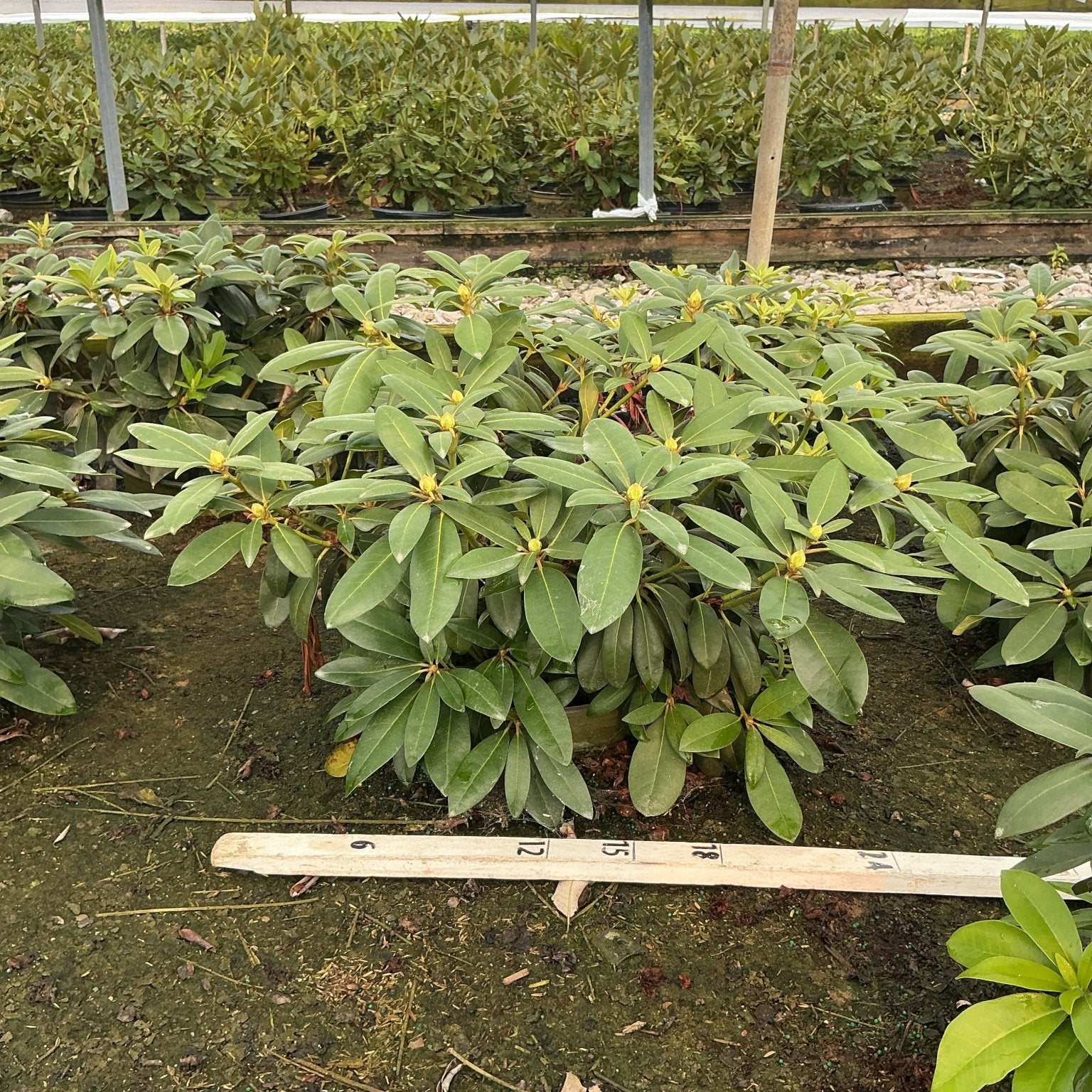 Holden's Pink Flare Rhododendron shrub with glossy green foliage and yellow-green buds growing in a nursery greenhouse.