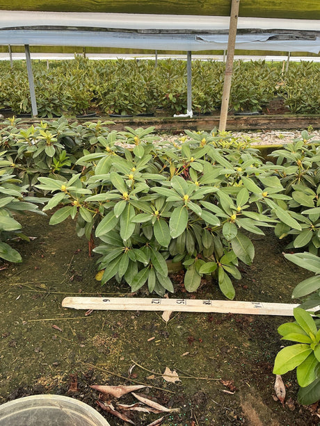 Holden's Pink Flare Rhododendron shrub with glossy green foliage and yellow-green buds growing in a nursery greenhouse.