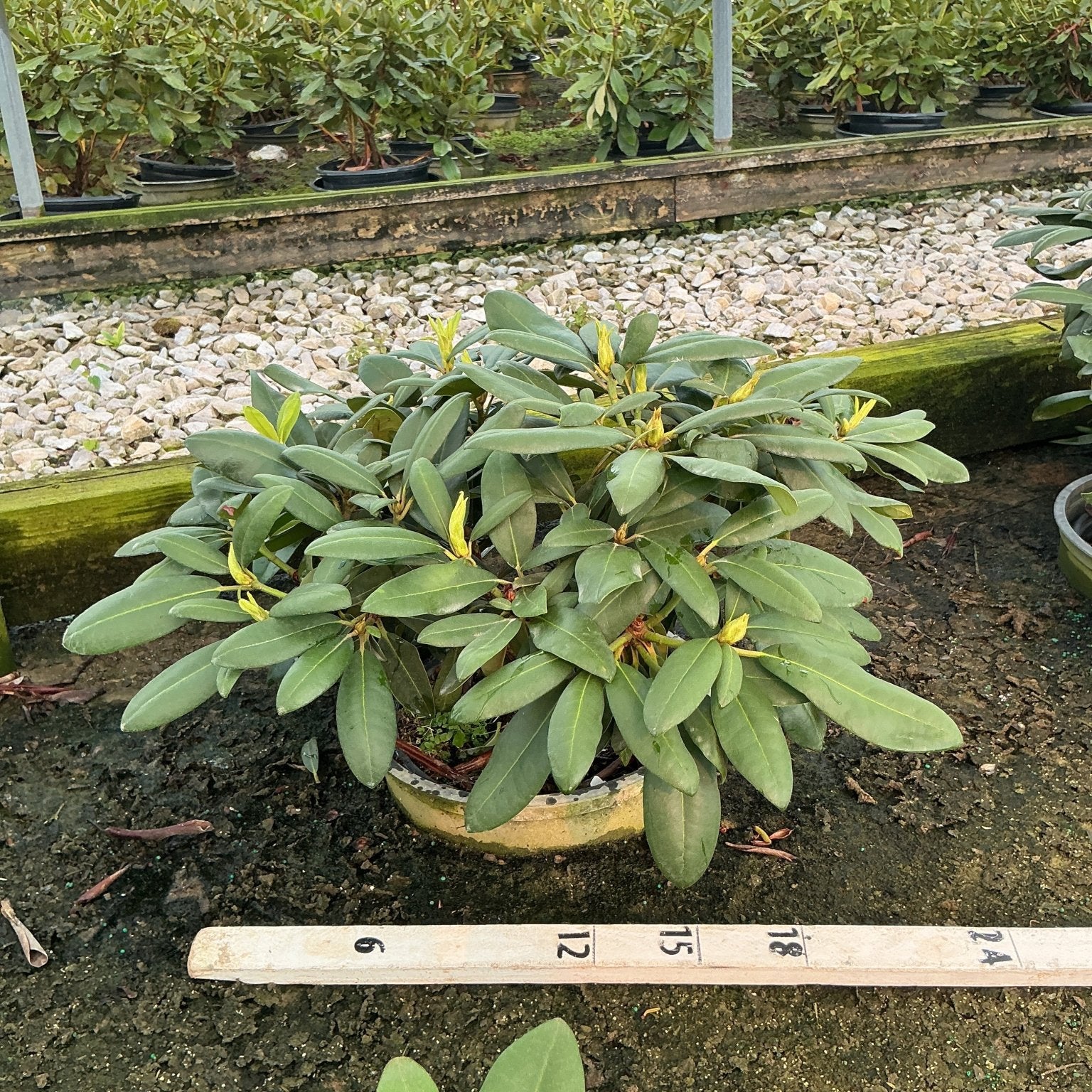 Holden's Pink Rhododendron shrub in a #3 container showing dense green foliage and emerging yellow-green buds at a nursery.