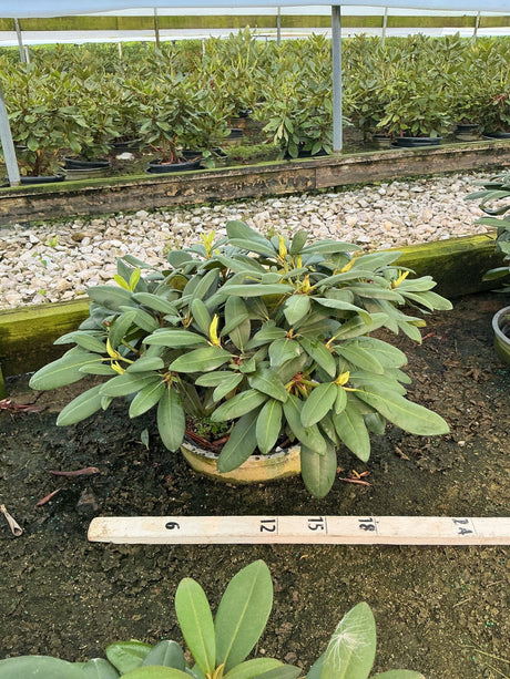 Holden's Pink Rhododendron shrub in a #3 container showing dense green foliage and emerging yellow-green buds at a nursery.