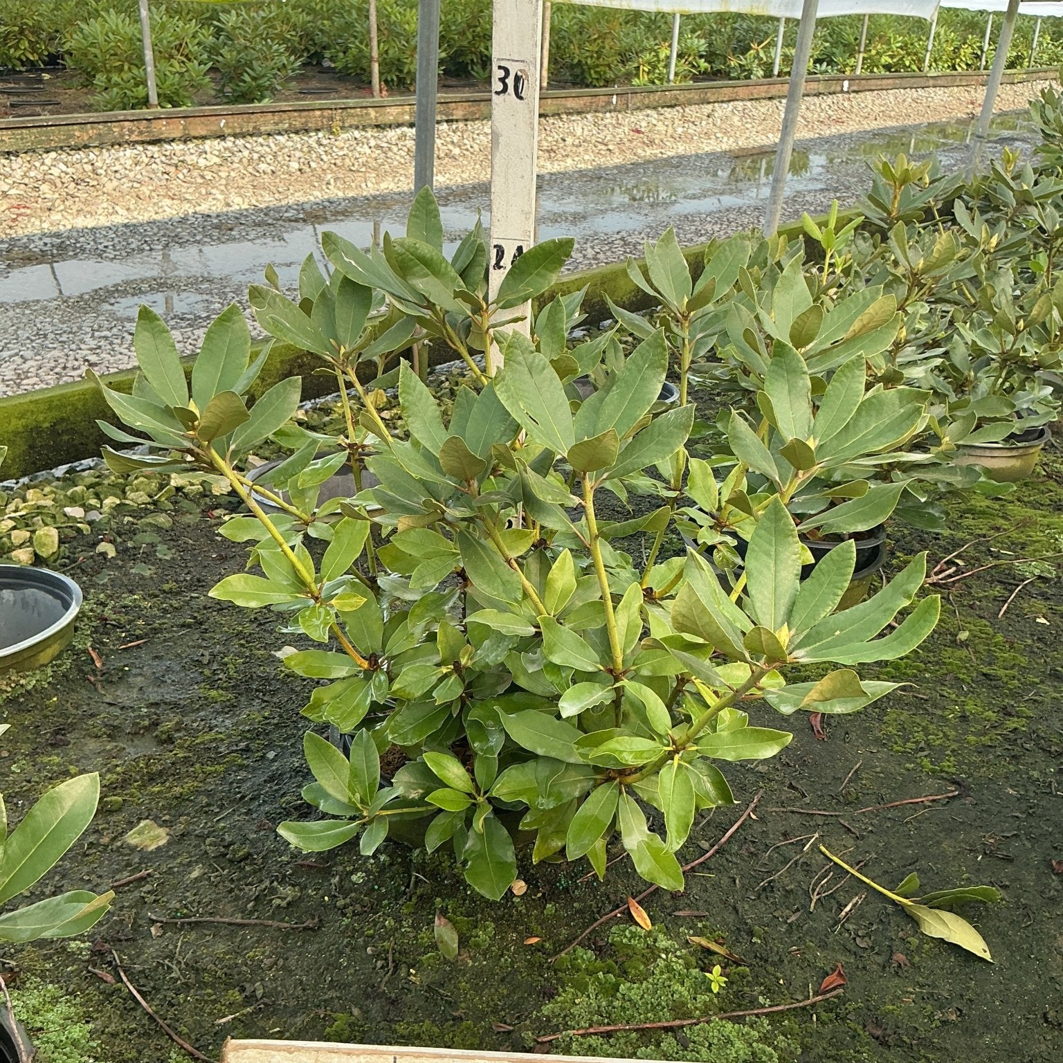 Nova Zembla Rhododendron shrub in a #3 container, showing dense dark green foliage growing in a nursery greenhouse.