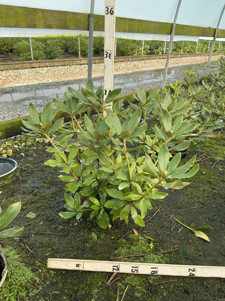 Nova Zembla Rhododendron shrub in a #3 container, showing dense dark green foliage growing in a nursery greenhouse.