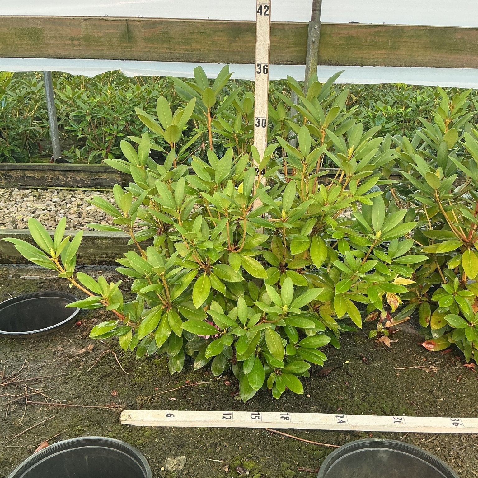Roseum Elegans Rhododendron shrub in a #3 container shown against a measurement stake at approximately 30 inches tall.