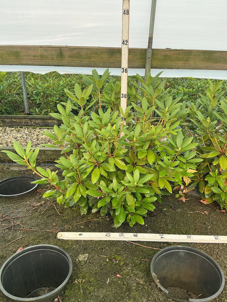 Roseum Elegans Rhododendron shrub in a #3 container shown against a measurement stake at approximately 30 inches tall.